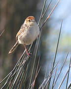 Levaillant's Cisticola