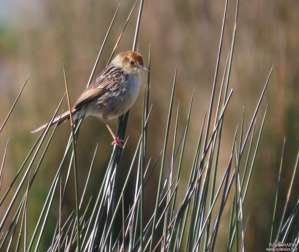 Levaillant's Cisticolaadult