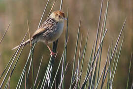 Levaillant's Cisticola