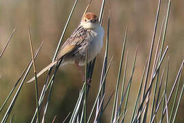 Levaillant's Cisticola