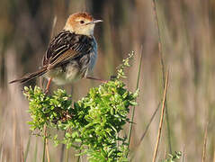 Levaillant's Cisticola