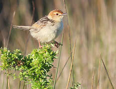 Levaillant's Cisticola