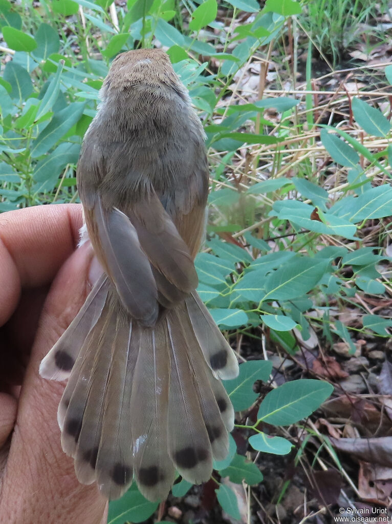 Singing Cisticolaadult