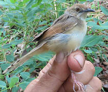 Singing Cisticola
