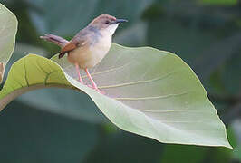 Singing Cisticola