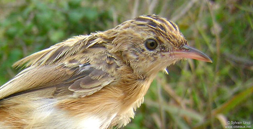 Zitting Cisticola, close-up portrait