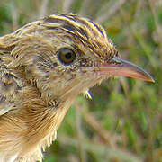 Zitting Cisticola