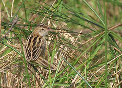 Zitting Cisticola