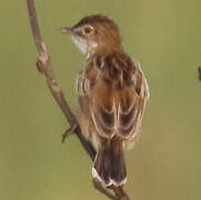 Zitting Cisticola