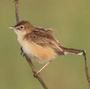 Zitting Cisticola