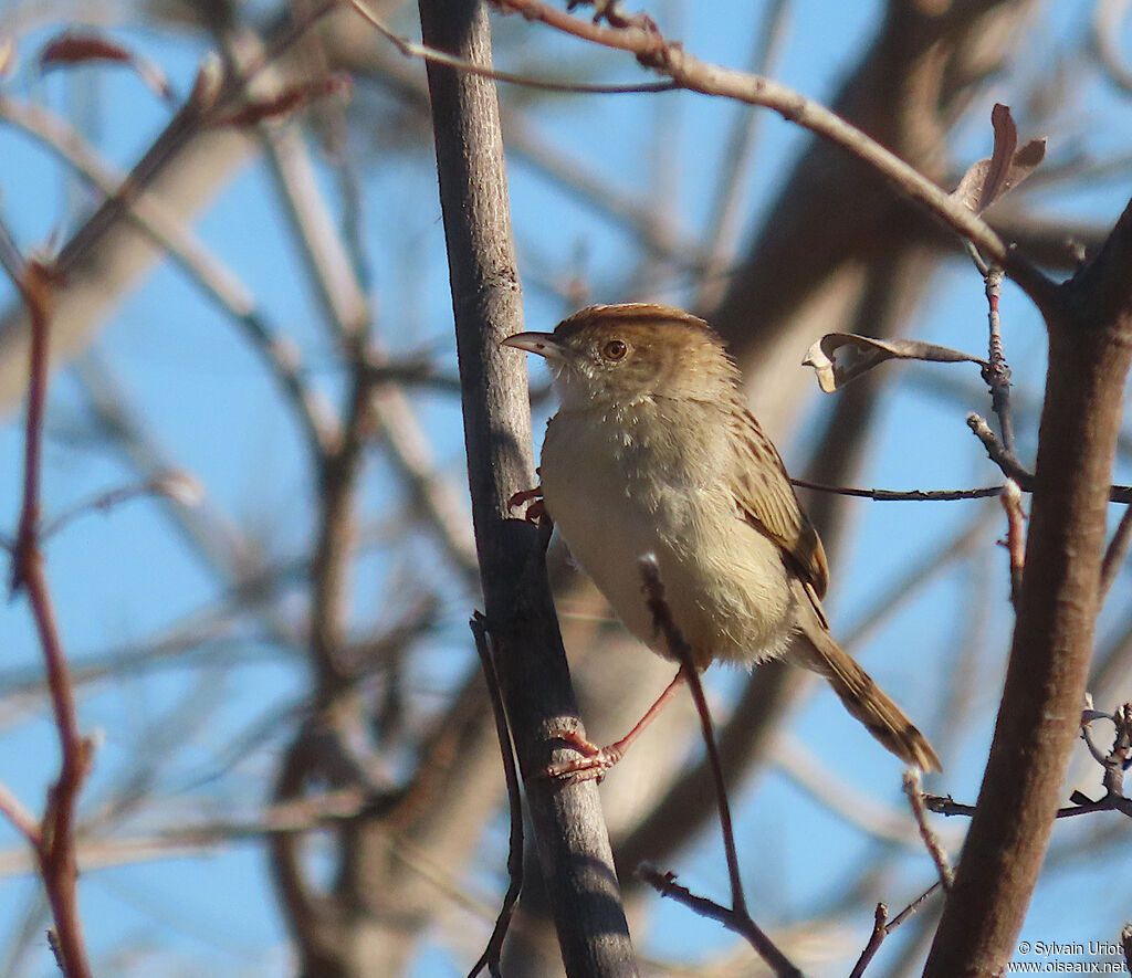 Rattling Cisticolaadult