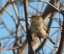 Rattling Cisticola