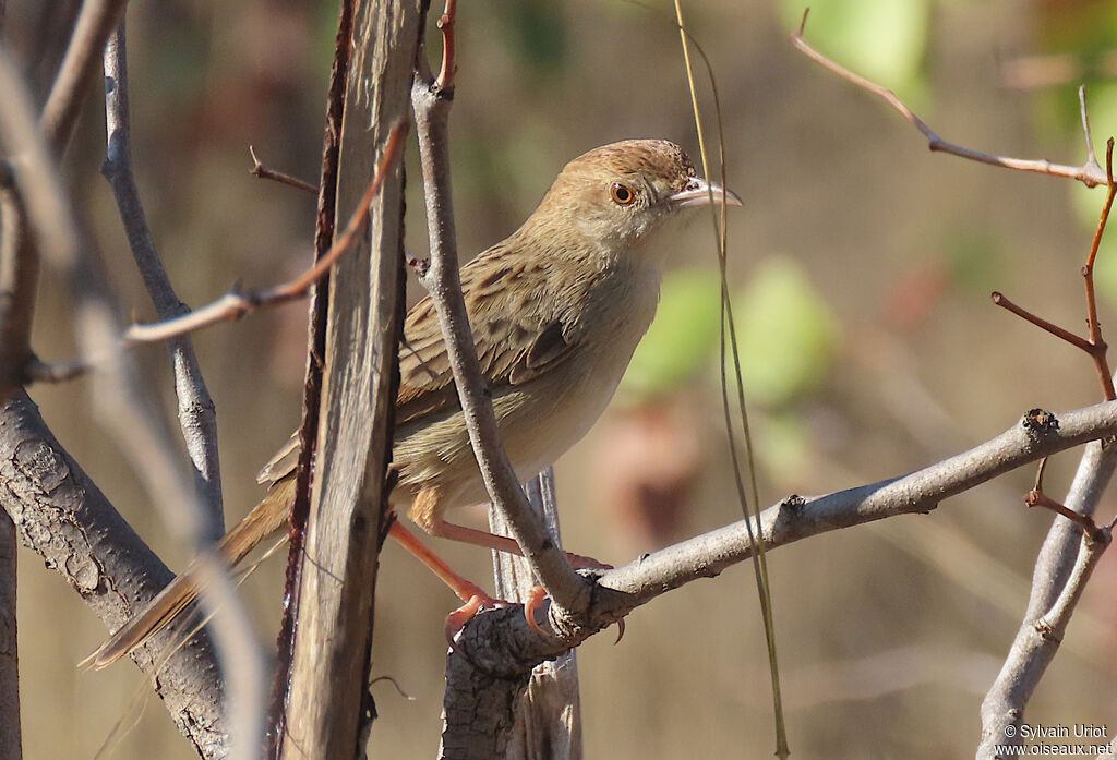 Rattling Cisticolaadult