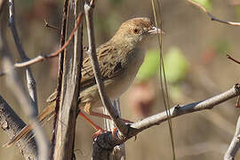 Rattling Cisticola