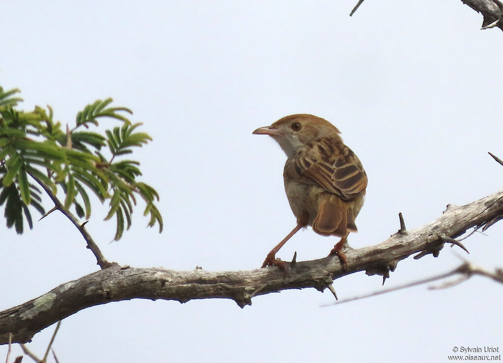 Rattling Cisticolaadult