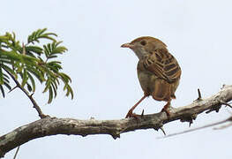 Rattling Cisticola