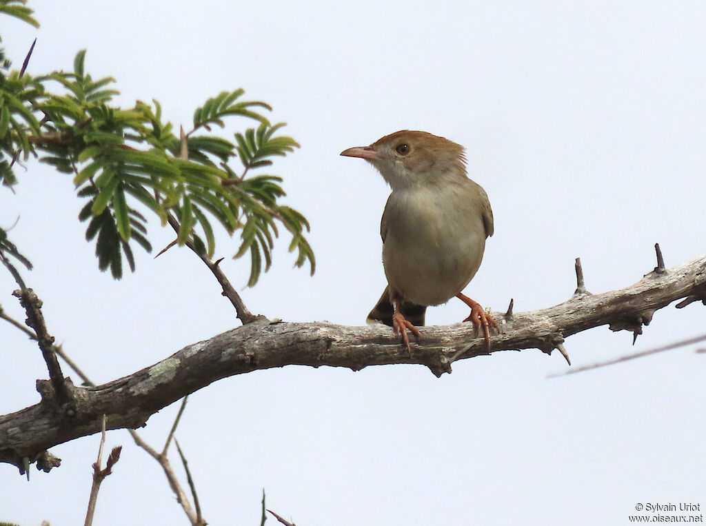 Rattling Cisticolaadult