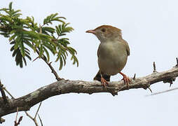 Rattling Cisticola