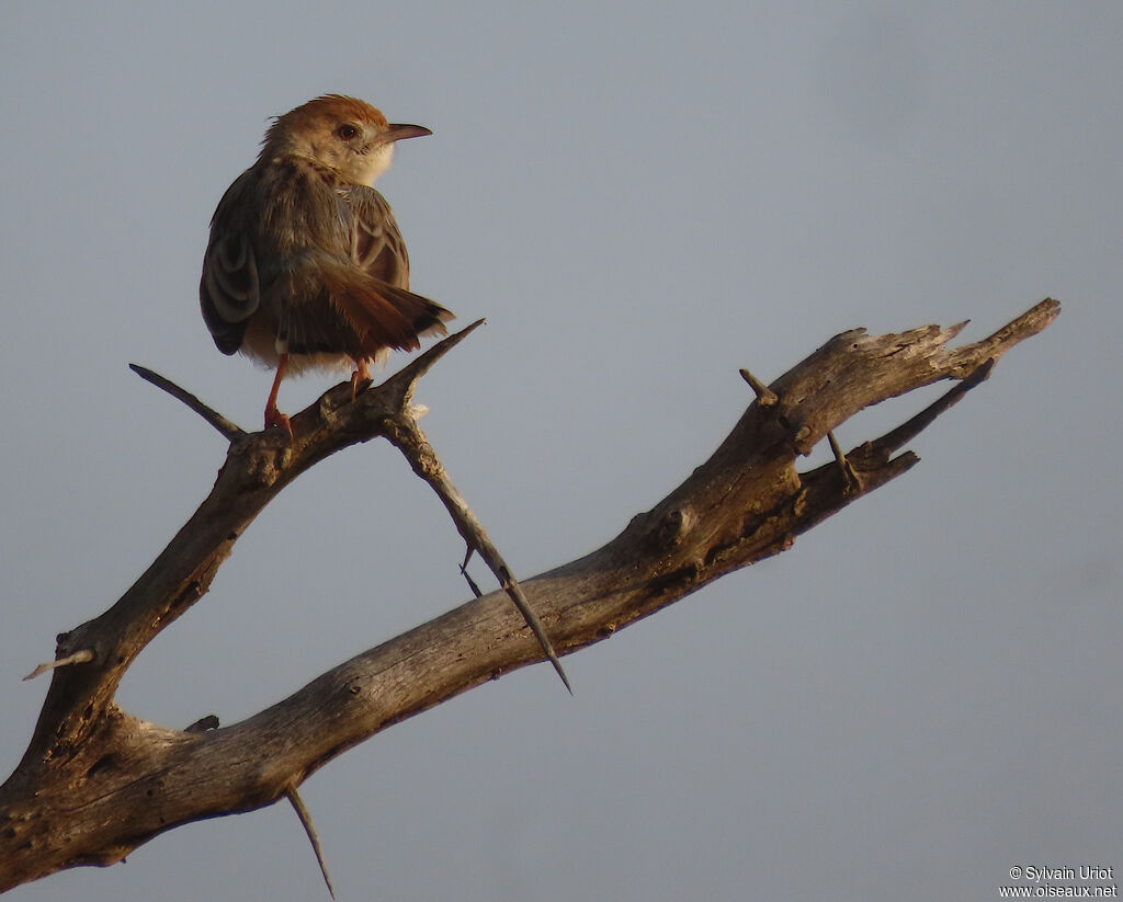 Rattling Cisticolaadult