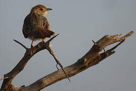 Rattling Cisticola