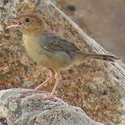 Rock-loving Cisticola