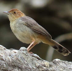 Cisticole paresseuse