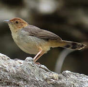 Rock-loving Cisticola
