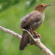 Rock-loving Cisticola