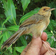 Rock-loving Cisticola