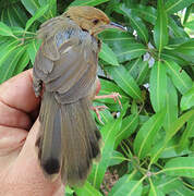 Rock-loving Cisticola
