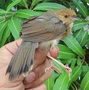 Rock-loving Cisticola