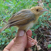 Rock-loving Cisticola