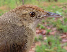 Rock-loving Cisticola