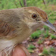 Rock-loving Cisticola