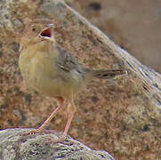 Rock-loving Cisticola