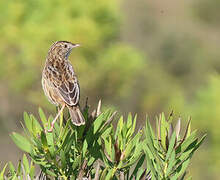 Cloud Cisticola