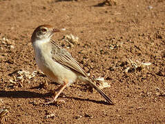 Wailing Cisticola