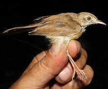 Rufous Cisticola