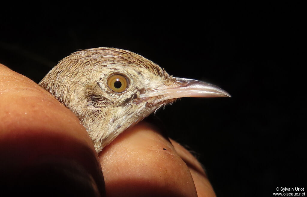 Rufous Cisticolaadult