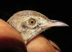 Rufous Cisticola