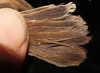 Cisticole rousse