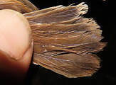 Cisticole rousse