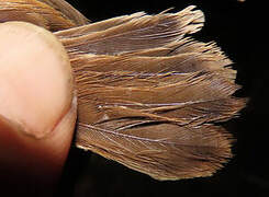Rufous Cisticola