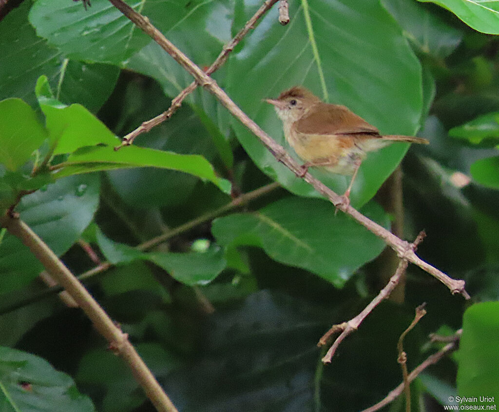 Rufous Cisticolaadult