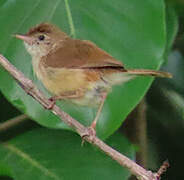 Rufous Cisticola