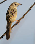 Croaking Cisticola