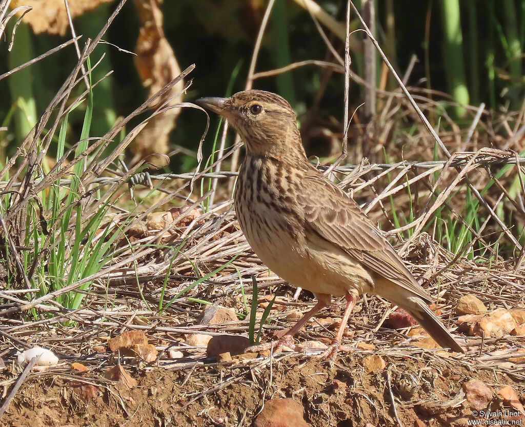 Large-billed Larkadult