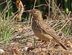 Large-billed Lark