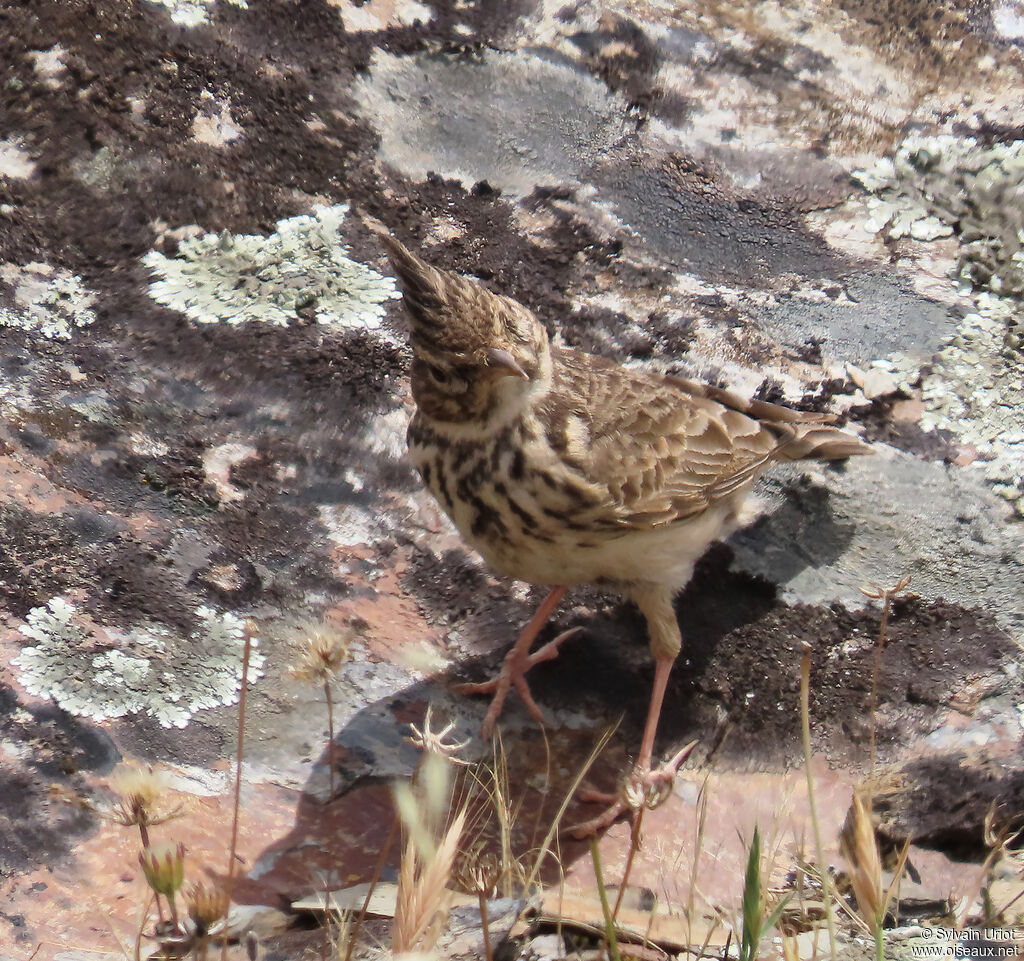 Cochevis de Thékla adulte
