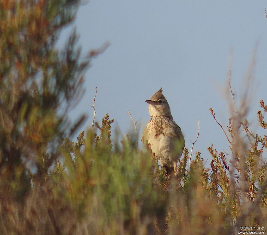 Crested Larkadult